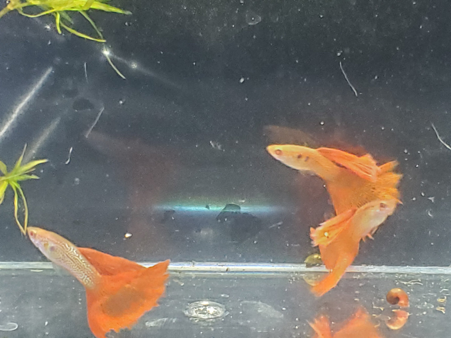 Albino Red Lace Guppy - Trios (1M/2F), Individuals, and Fry Available