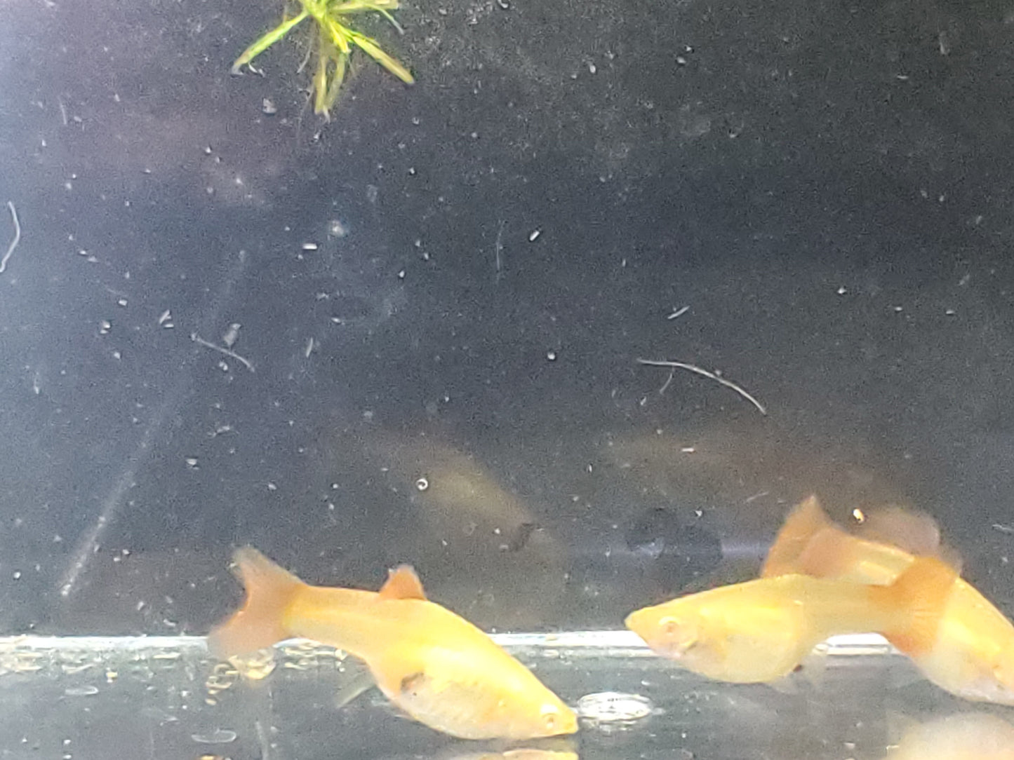 Albino Red Lace Guppy - Trios (1M/2F), Individuals, and Fry Available