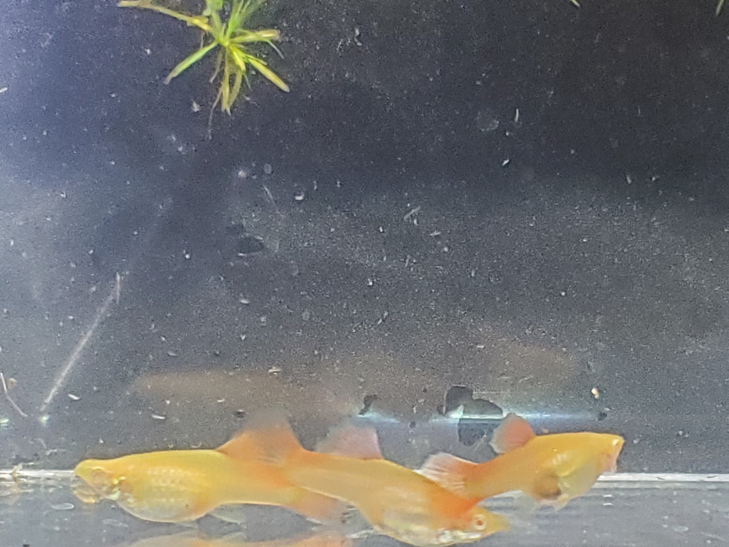 Albino Red Lace Guppy - Trios (1M/2F), Individuals, and Fry Available