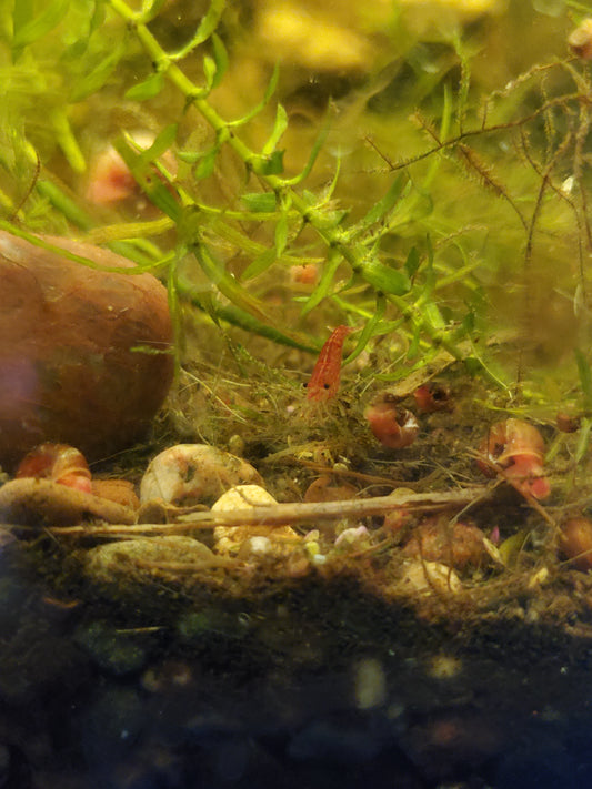 Red Cherry Shrimp - 6 pack