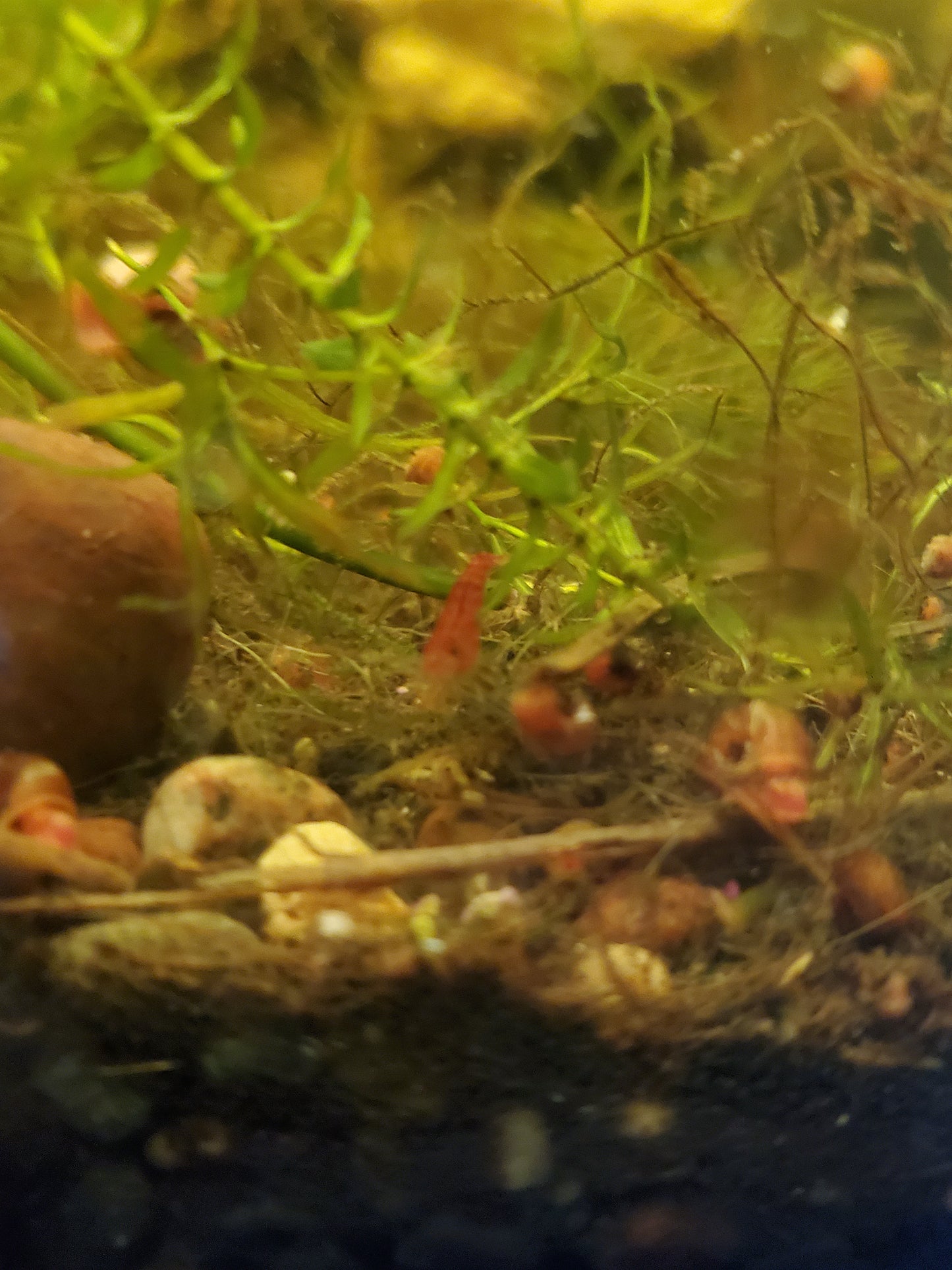 Red Cherry Shrimp - 6 pack