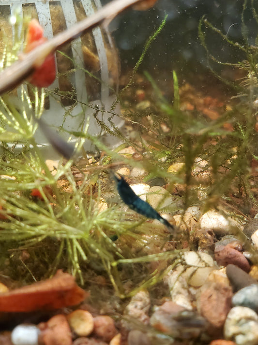 Blue Dream Shrimp - 6 pack
