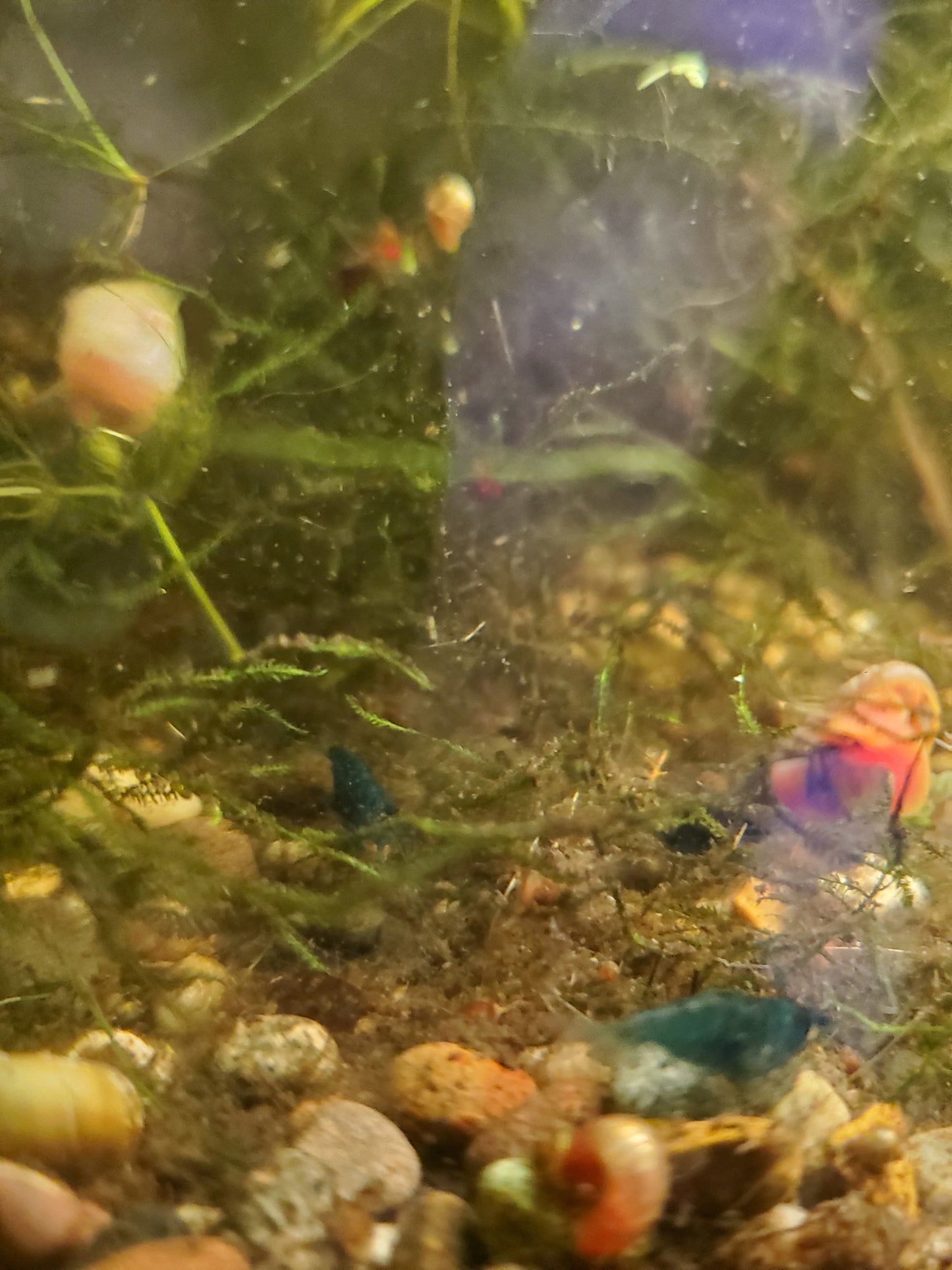 Blue Dream Shrimp - 6 pack